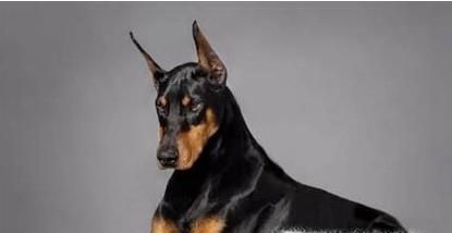 杜宾犬为什么要断尾？