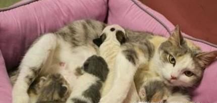 怎样防止母猫生下小猫娃咬死并吃掉小猫娃
