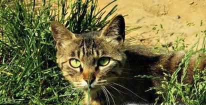宠物：怎样把家猫野化变身成为野猫