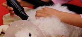 给小猫洗完澡后 怎么让它不乱动乖乖把毛吹干