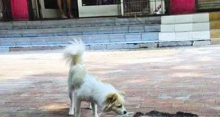 狗狗被车撞死了如何理赔