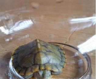 乌龟不吃龟粮也不吃肉怎么办？