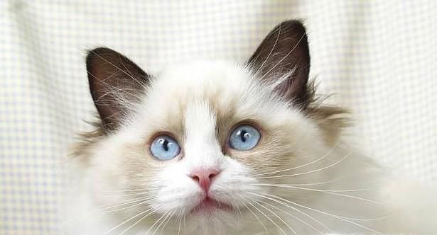 布偶猫为什么要绝育