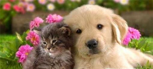 猫和狗一起养的技巧？