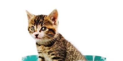 猫在家乱拉屎怎么办