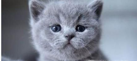 怎么把英短蓝猫养胖