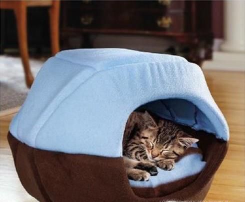 怎样养猫更合理