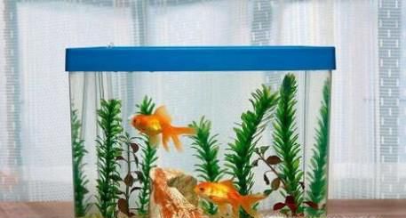 家里养鱼有什么技巧？