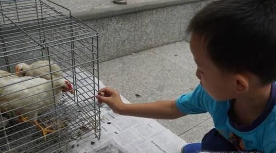 怎样养小鸡 小鸡怎么喂养