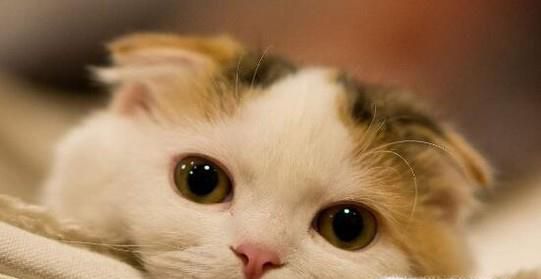 最受欢迎的宠物猫种类有哪些