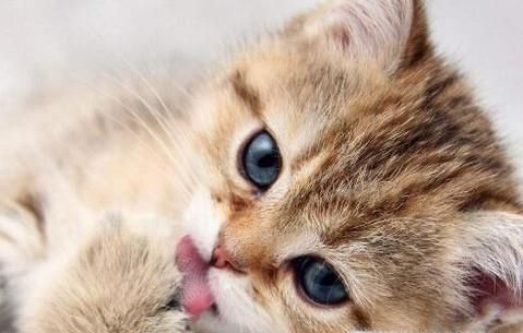 养猫有什么好处与坏处？养猫应该注意什么