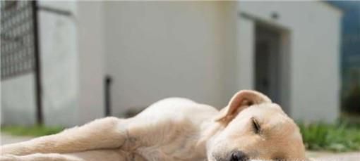 狗得了狂犬病什么症状