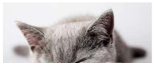 猫肚子里有虫子的表现及驱虫药推荐
