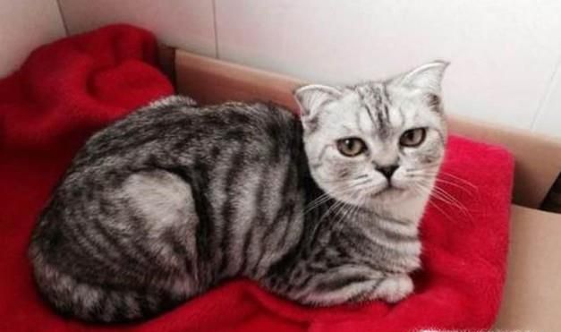 养猫掉毛太多，家里到处都是猫毛怎么办