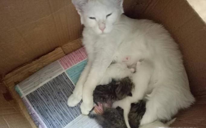 怎么阻止母猫叼走小猫