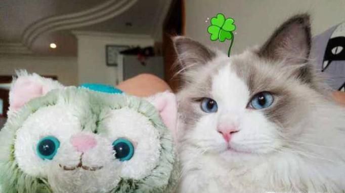 布偶猫怎么养？
