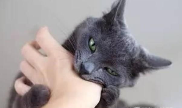 小猫咬人怎么办