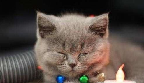 猫鼻支的症状，猫鼻支的症状表现