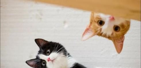 新手养猫必备知识