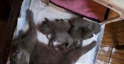 家养宠物英短蓝猫的注意事项