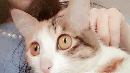 怎么让刚刚到家的猫咪快速融入新家