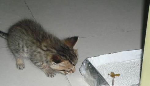 如何教猫上厕所