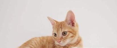 如何让猫咪晚上安静下来不叫？