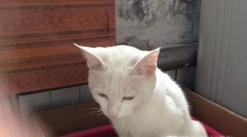 怎么教猫咪大小便