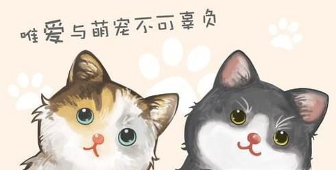 养小猫的注意细节