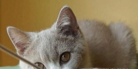 如何让猫咪主动亲近你