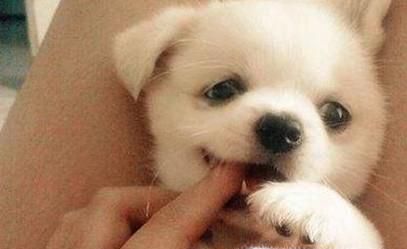 养狗的注意事项与窍门