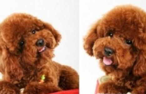 泰迪犬爱叫吗？泰迪犬老是叫怎么办？