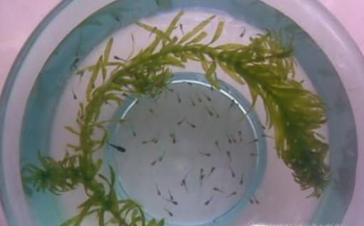 饲养小孔雀鱼技巧