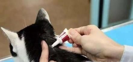 猫咪体外驱虫多久一次？猫咪驱虫注意事项