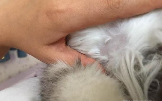 猫大片掉毛是什么原因，猫掉一块毛是什么原因