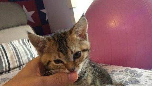 2个月猫怎么养