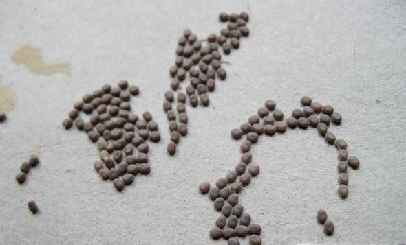 蚕破茧而出后怎么办