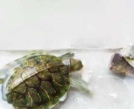 怎么把龟龟养好