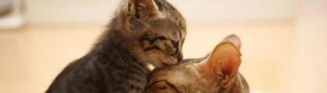 猫有了猫藓，得猫藓的猫可以洗澡吗