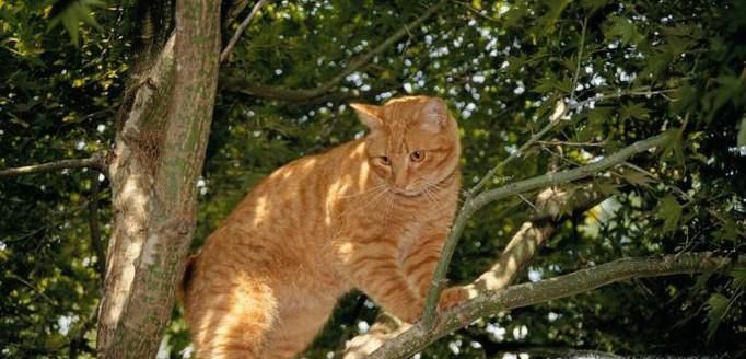 猫死了为什么不能埋