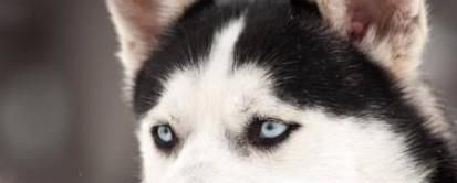 怎么区分哈士奇犬与阿拉斯加犬