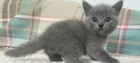 小猫咪怎样分辨公母