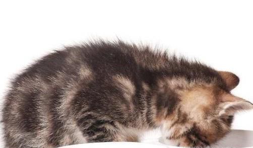不同阶段的猫咪如何喂养