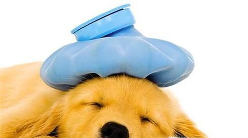 狗狗腹泻怎么办