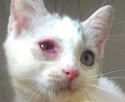 如何诊断猫结膜炎