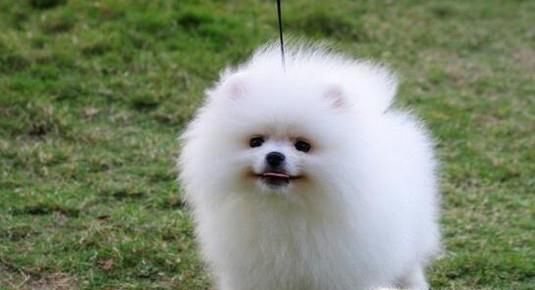 女生为什么不能养博美犬
