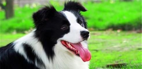 边境牧羊犬怎么训练？