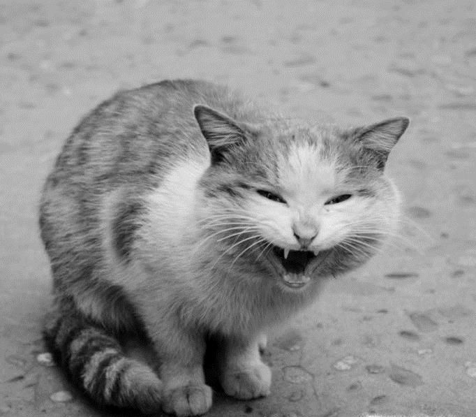 怎么理解猫咪的叫声和动作