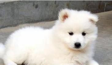 萨摩耶与银狐犬的外形区别