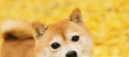 如何养好一只柴犬？
